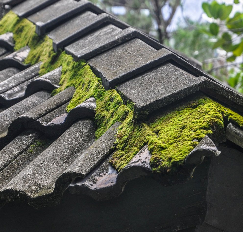 Mold, Moss, Algae or Dark Streaks